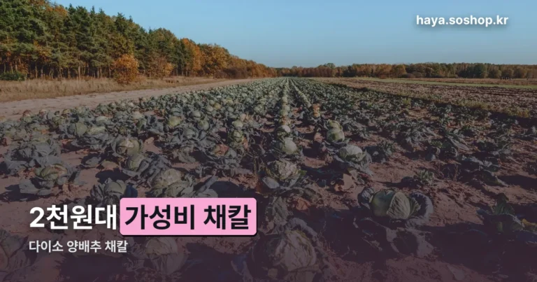다이소 양배추 채칼 정리 썸네일